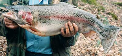 large speckled trout