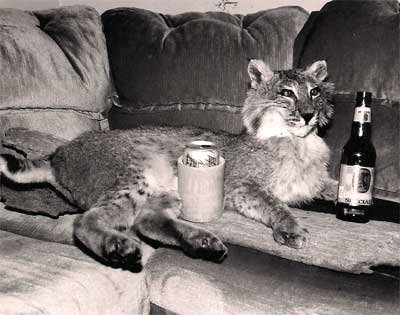 stuffed wild cat with beer