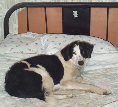 Ferbie on the bed