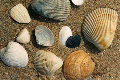 Sea shells