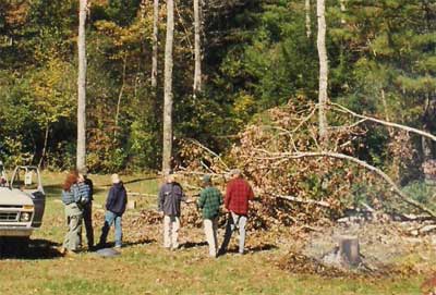 Hurricane Opal downed some trees