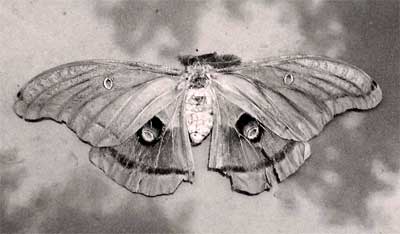 Large moth on a car hood