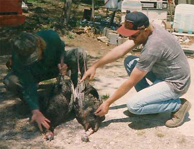 Wild turkey for supper