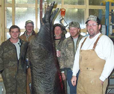 Wild boar killed by Phil Kelly